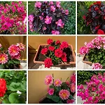 Sophie\'S Garden Apartment